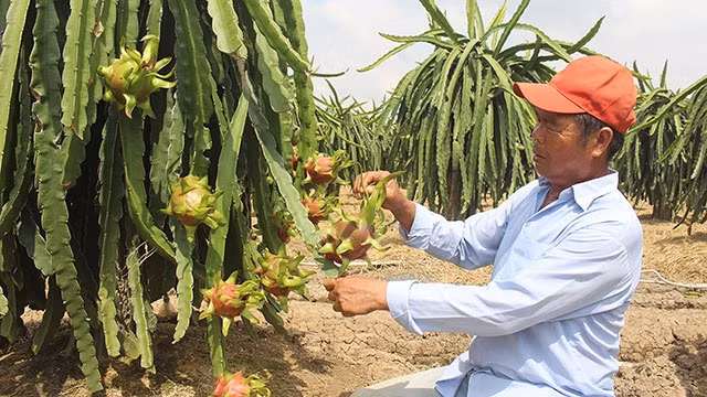 Cây thanh long giúp nhiều người dân Gò Công đổi đời, đón Tết sung túc.