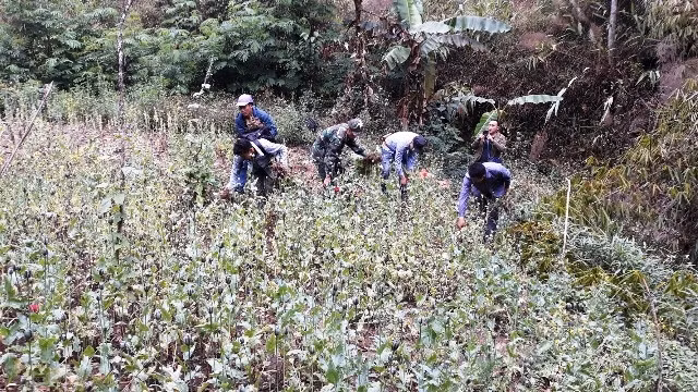 Cán bộ, chiến sĩ Đồn Biên phòng Nậm Nhừ phá nhổ cây thuốc phiện trên biên giới Việt - Lào.