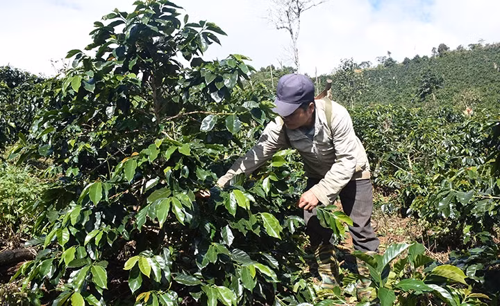 Đồng bào dân tộc thiểu số huyện Kon Plông (Kon Tum) đã trồng được cây cà-phê xứ lạnh.
