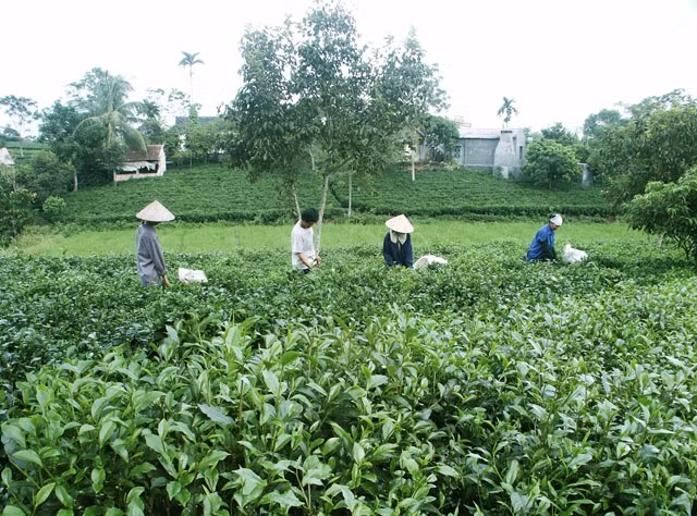 Nông dân xã Tân Cương (TP Thái Nguyên) thu hoạch chè. Ảnh: MINH HUỆ