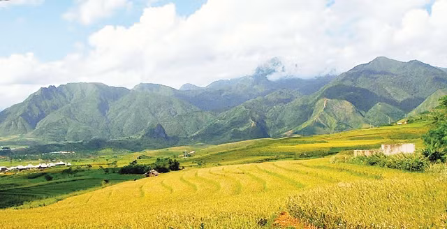 Than Uyên, Lai Châu mùa lúa chín.