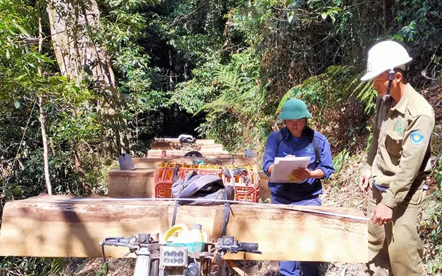 Phạt tù nhóm khai thác gỗ trái phép ở Kon Tum ảnh 2