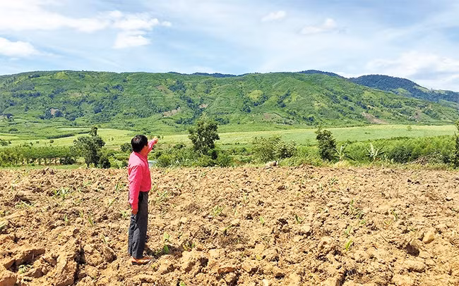 Diện tích rừng giao cho Công ty Sao Đỏ quản lý, bảo vệ đã bị sụt giảm từ 71,5 ha xuống còn 20,27 ha.