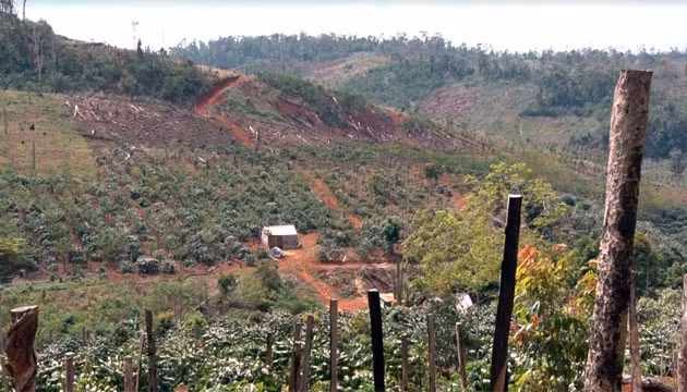 Hàng nghìn ha rừng, đất rừng tại Công ty Đức Hòa bị hủy hoại để sản xuất nông nghiệp.