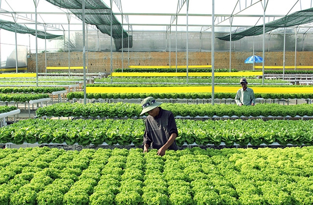 Sản xuất rau thủy canh tại trang trại Ðức Tiến, phường 8, TP Ðà Lạt, tỉnh Lâm Ðồng.