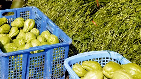 Biến tấu với su su 