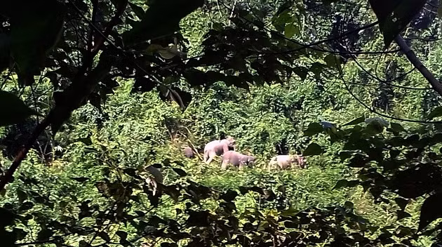 Đàn voi này thường xuất hiện ở những cánh rừng thuộc Tiểu khu 454 (vùng giáp ranh giữa xã Quế Lâm và Quế Ninh).