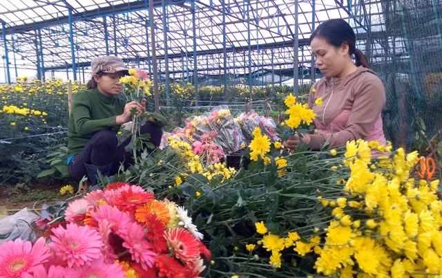 Đóng gói hoa để cung cấp ra thị trường tại Hợp tác xã rau, hoa xứ lạnh thanh niên Măng Đen (huyện Kon Plông, Kon Tum). Ảnh: CAO NGUYÊN