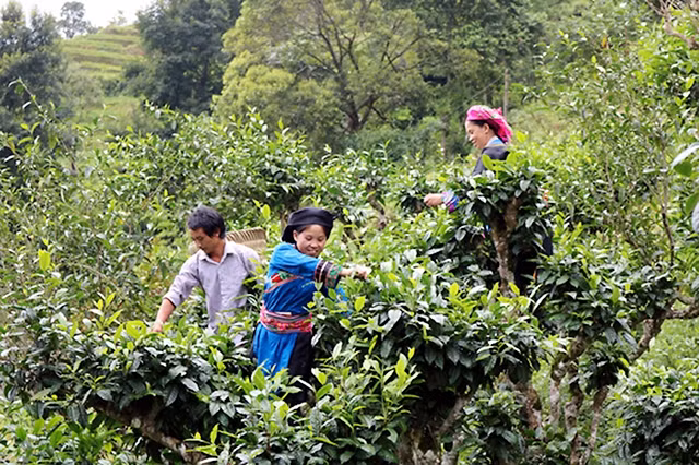 Thu hái chè shan tuyết tại bản Phìn Hồ, xã Thông Nguyên, huyện Hoàng Su Phì (Hà Giang). Ảnh: THANH THỦY