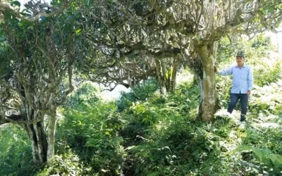  Những cây chè Shan tuyết cổ thụ tuổi thọ vài trăm của gia đình ông Bàn Đức Thanh đã được người Trung Quốc trả tiền thuê.