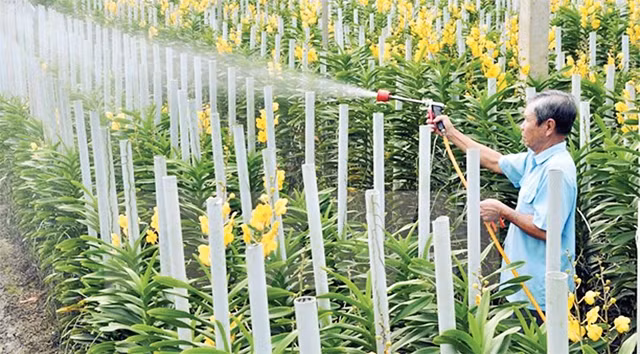Nhờ trồng hoa lan, nhiều nông dân Củ Chi đã thoát nghèo. Ảnh: MẠNH LINH