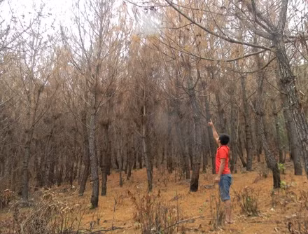 Rừng thông xã Lâm Trạch cháy khô, trụi lá do sâu róm gây hại.