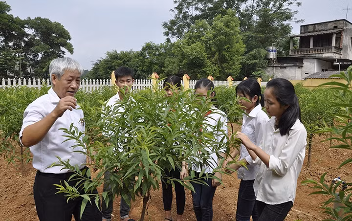 Học sinh Trường THCS Thanh Đình (TP Việt Trì, tỉnh Phú Thọ) được hướng dẫn cách chăm sóc cây hoa đào. Ảnh: LONG THÀNH
