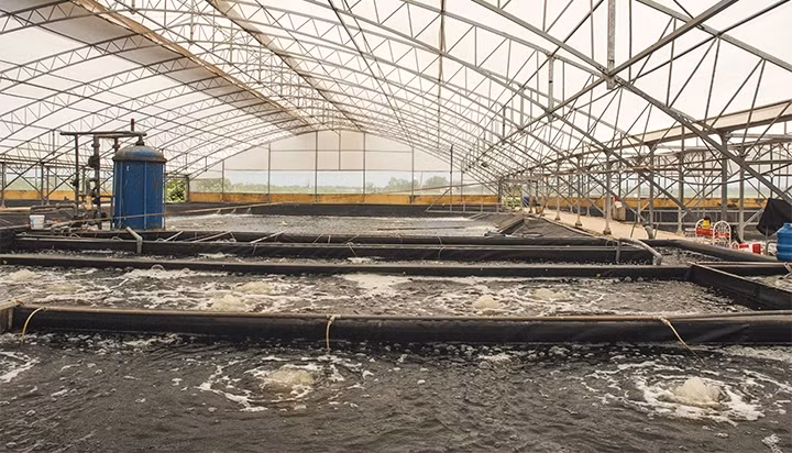 Mô hình nuôi tôm siêu thâm canh trong nhà kính do Tập đoàn Him Lam đầu tư ở huyện Trần Đề (Sóc Trăng) năng suất có thể đạt 100 tấn/ha/vụ. 