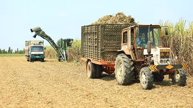 Bao giờ người trồng mía hết phải gặm nhấm vị đắng của cây mía.