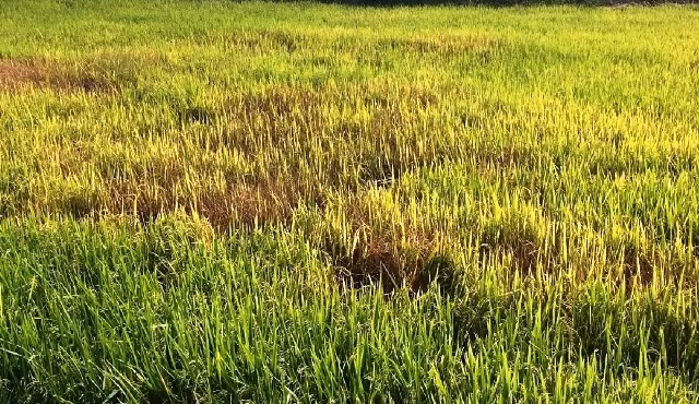 Nhiều diện tích lúa nước ở huyện biên giới Ea Súp bị rầy nâu gây hư hại.