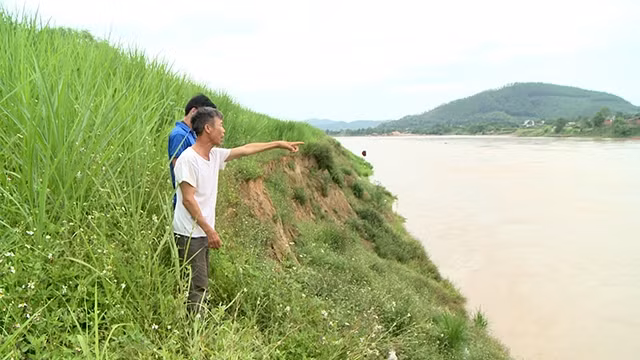 Tình trạng sạt lở đã tới sát chân đê thôn Xạ Hương, xã Đông Thọ, huyện Sơn Dương.