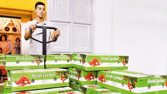 Vải thiều Lục Ngạn (Bắc Giang) và Thanh Hà (Hải Dương) được chiếu xạ trước khi xuất khẩu sang Ô-xtrây-li-a. Ảnh: LÊ HIẾU