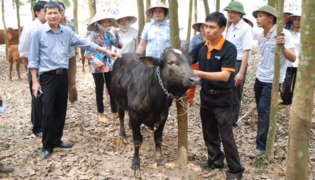 Nuôi bò BBB đang là hướng đi mới giúp nông dân nâng cao thu nhập trong chăn nuôi.