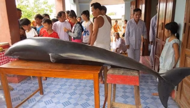 Cá voi mắc cạn ở ven biển Sa Huỳnh được người dân đưa vào lăng Ông.