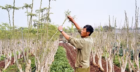 Thu hoạch rau chùm ngây tại vườn rau hữu cơ Tuệ Viên (Hà Nội).