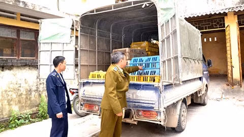 Bắt ô tô vận chuyển gà không rõ nguồn gốc