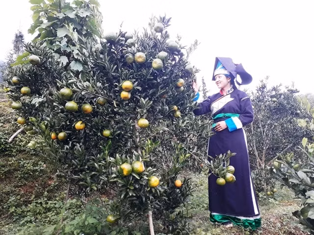 Quýt Mường Khương được trồng trên đất dốc, ở độ cao trung bình gần một nghìn mét so với mực nước biển, có khí hậu mát lạnh, bảo đảm chất lượng.