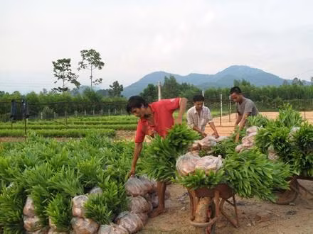 Ðồng bào dân tộc huyện Ba Tơ vận chuyển giống keo mới để phục vụ trồng rừng.