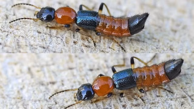 Xử lý khi bị kiến ba khoang đốt