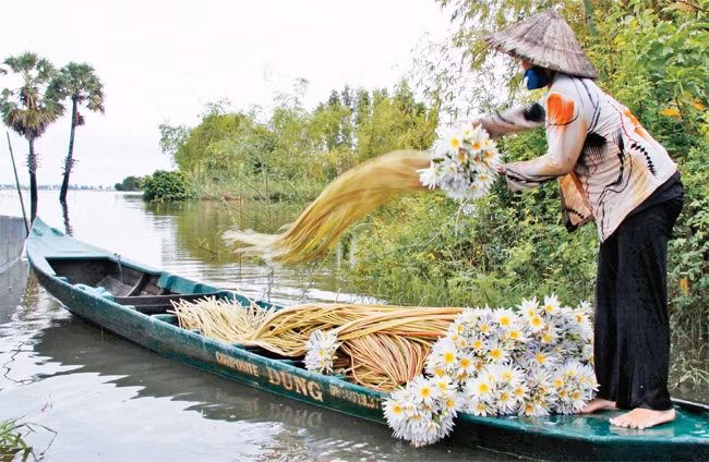 Gần 20 năm qua, chị Lý sống bằng nghề hái bông súng trong mùa nước nổi.