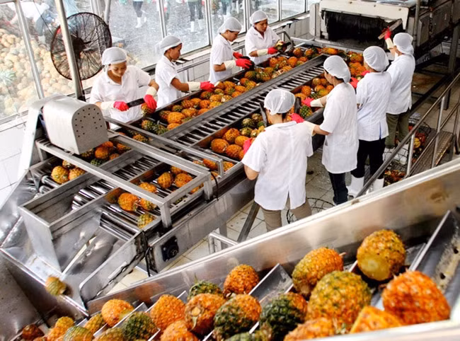 Chế biến dứa xuất khẩu tại Công ty CP Thực phẩm xuất khẩu Đồng Giao (Ninh Bình). Ảnh: HUY HÙNG