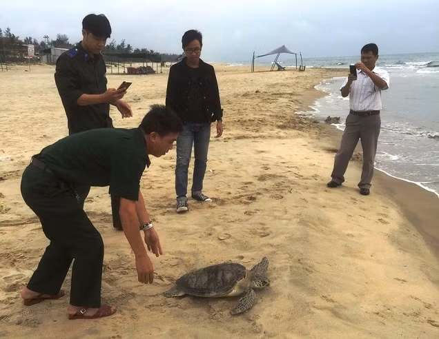 Thả cá thể vích về với môi trường tự nhiên.