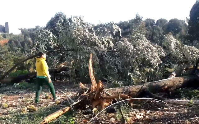 Hàng nghìn cây sầu riêng đã cho thu hoạch bị lốc làm bật gốc, ngã đổ.