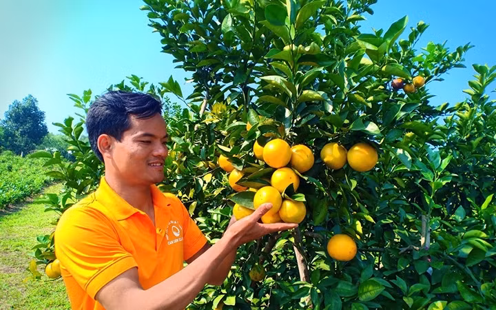 Người dân xã Thượng Lộc, huyện Can Lộc (Hà Tĩnh) trồng cam chanh, loại cam đã được cấp Nhãn hiệu chứng nhận Cam Thượng Lộc.