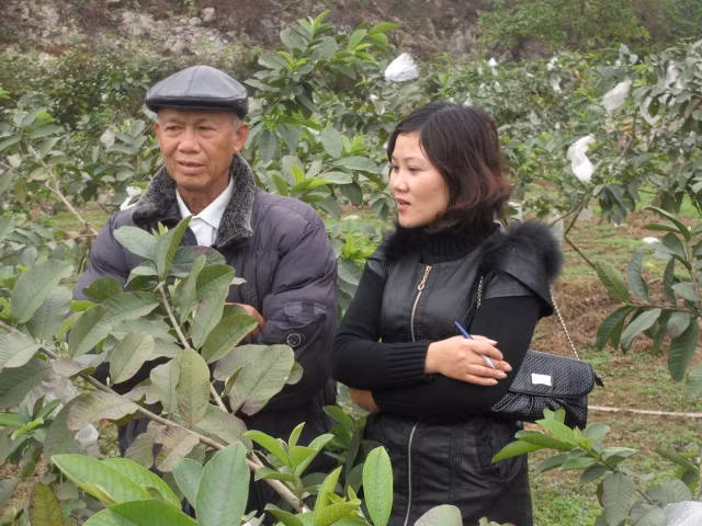 Ông Đinh Mạnh Đới kiểm tra vườn ổi.