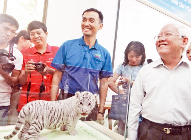 Cán bộ Thảo Cầm viên Sài Gòn giới thiệu với Chủ tịch UBND thành phố Hồ Chí Minh Lê Hoàng Quân một cá thể hổ trắng vừa được nhân giống thành công.