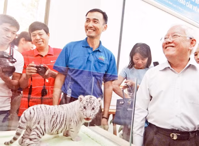 Cán bộ Thảo Cầm viên Sài Gòn giới thiệu với Chủ tịch UBND thành phố Hồ Chí Minh Lê Hoàng Quân một cá thể hổ trắng vừa được nhân giống thành công.
