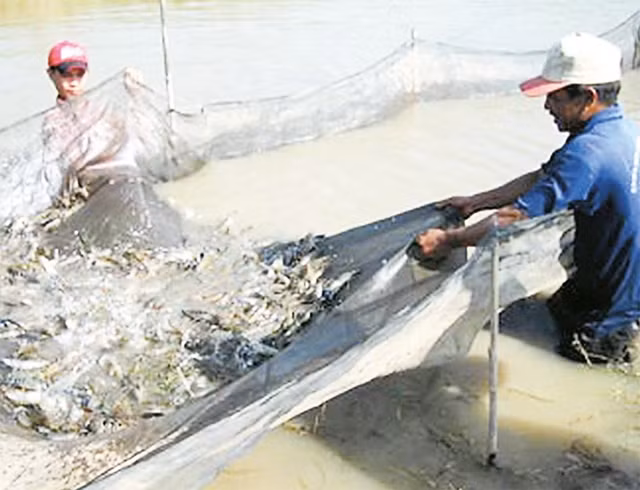 Nông dân huyện Cầu Ngang (Trà Vinh) thu hoạch tôm. Ảnh: HÒA AN