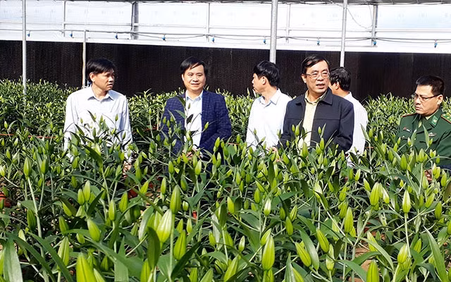 Lãnh đạo tỉnh Quảng Trị thăm vùng trồng hoa ở Sa Mù.