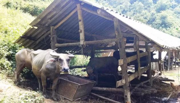 Trâu bò gầy tọp vì bệnh lạ.