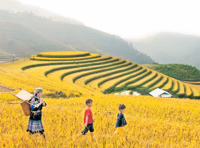 Mùa lúa chín ở xã La Pán Tẩn, huyện Mù Cang Chải (Yên Bái). Ảnh: ĐĂNG KHOA