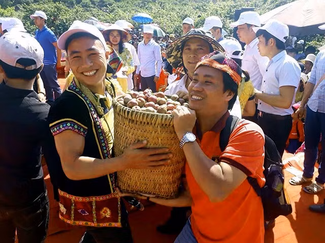 Khách du lịch tham gia hái mận trong ngày hội.