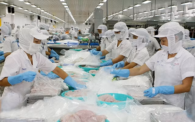 Công ty cổ phần Xuất nhập khẩu thủy sản Cần Thơ (CASEAMEX) chế biến cá tra xuất khẩu. Ảnh: QUỐC TUẤN