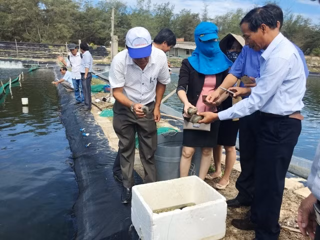 Mô hình nuôi hải sâm ghép với ốc hương thương phẩm, là hướng đi mới của ngành nuôi trồng thủy sản Quảng Ngãi.