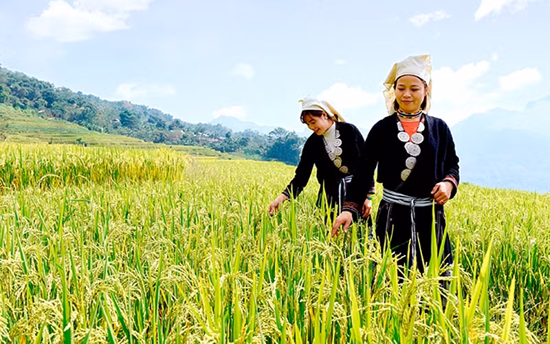 Thiếu nữ Dao Tiền xã Hồng Thái, huyện Na Hang, tỉnh Tuyên Quang thăm lúa trên ruộng bậc thang. Ảnh: Quốc Việt