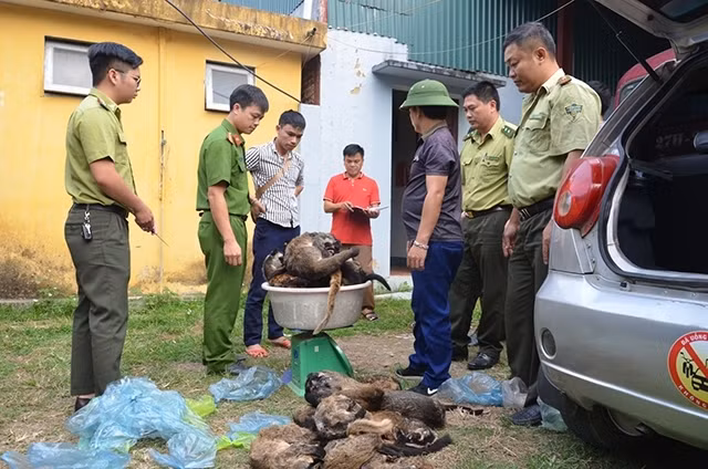 Dừng nhập khẩu, đóng cửa chợ mua bán động vật hoang dã bất hợp pháp ảnh 3