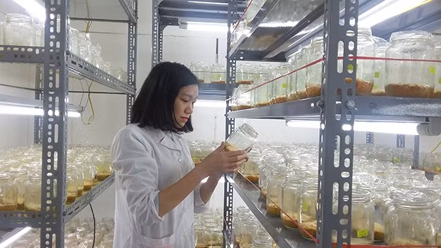 Sinh viên Trường đại học Nông Lâm (Đại học Thái Nguyên) thực hành nghiên cứu khoa học.