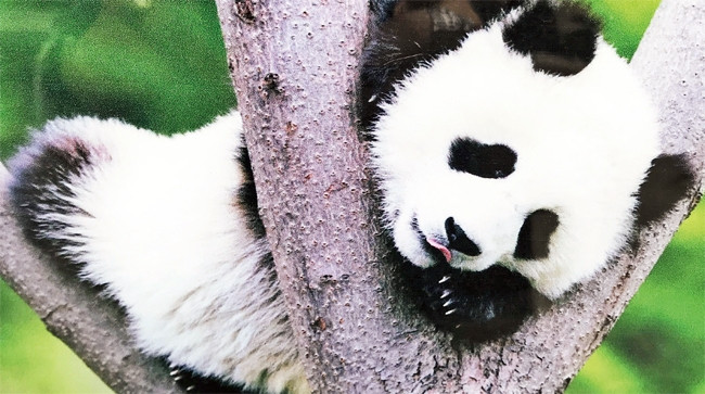 Panda - Biểu tượng của du lịch Tứ Xuyên.