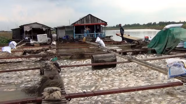 Gần 1.000 tấn cá bè chết trên sông La Ngà trong tối 15, rạng sáng 16-5.
