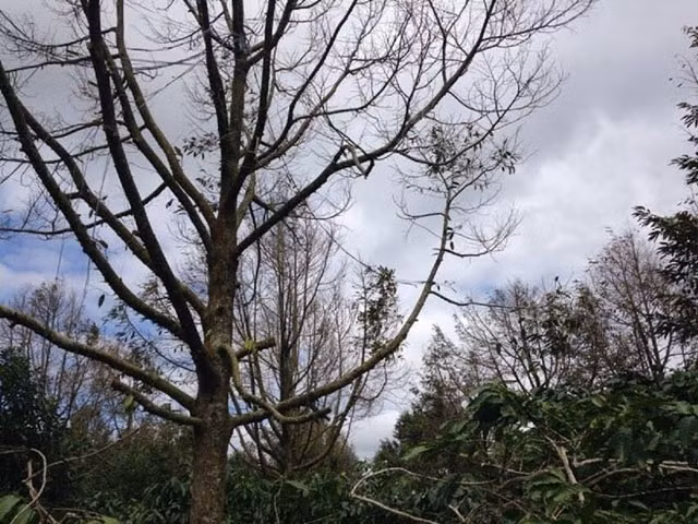 Nhiều vườn sầu riêng ở huyện Krông Pắc chết hàng loạt do nấm Phytophthora spp gây ra.